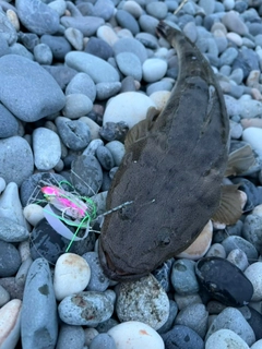 マゴチの釣果
