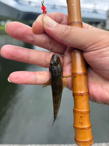 マハゼの釣果