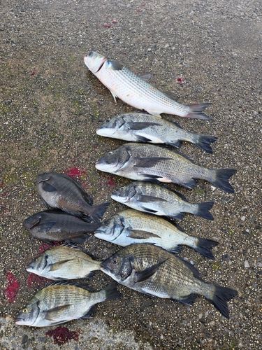 クロダイの釣果