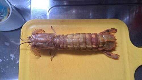 シャコの釣果