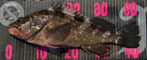 アコウの釣果