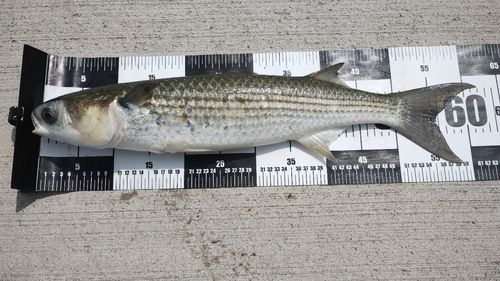 ボラの釣果