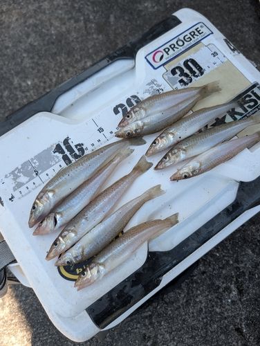 キスの釣果