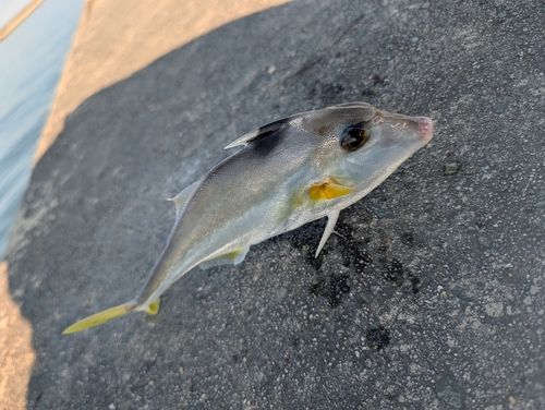 ギマの釣果