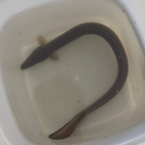 ウナギの釣果