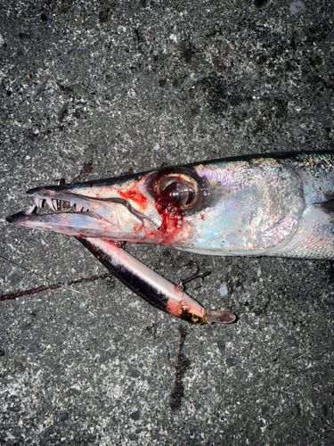 オニカマスの釣果