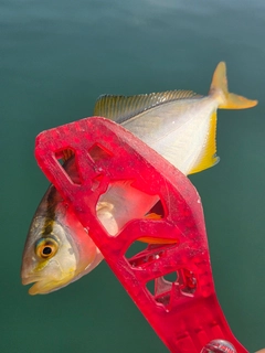 ショゴの釣果