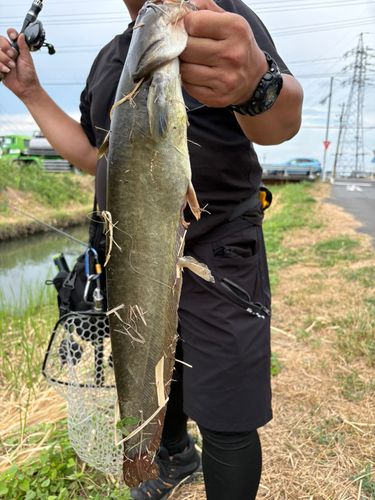 ナマズの釣果