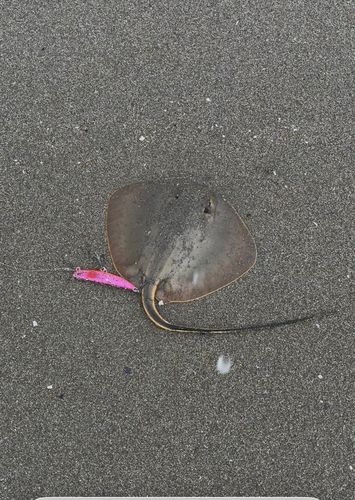 エイの釣果