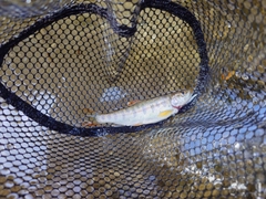 アマゴの釣果