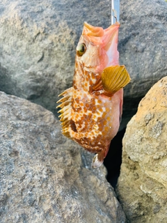 キジハタの釣果