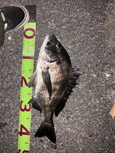 チヌの釣果