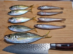 キスの釣果