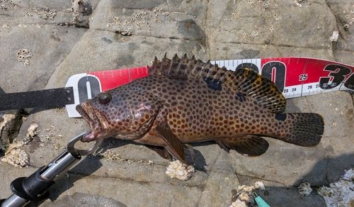 ノミノクチの釣果