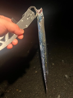 タチウオの釣果