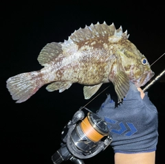 ソイの釣果