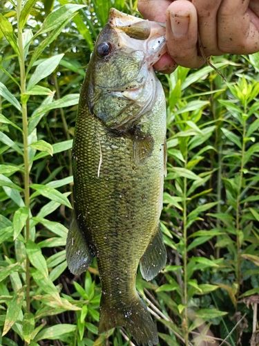 ラージマウスバスの釣果