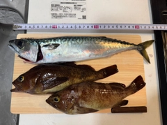 サバの釣果