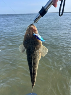 マゴチの釣果