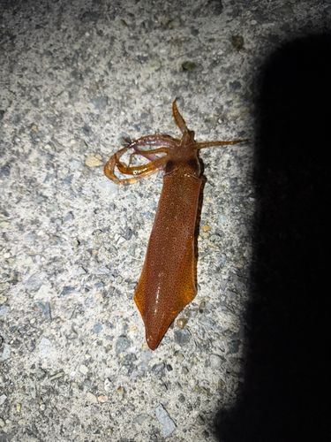 ケンサキイカの釣果
