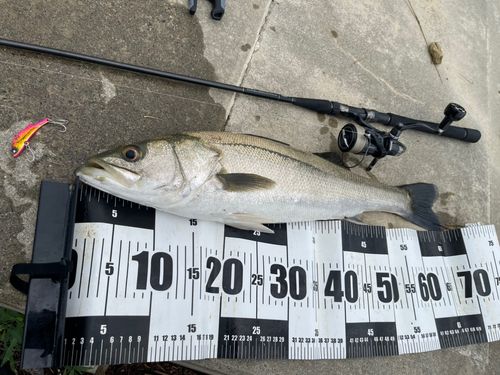 シーバスの釣果