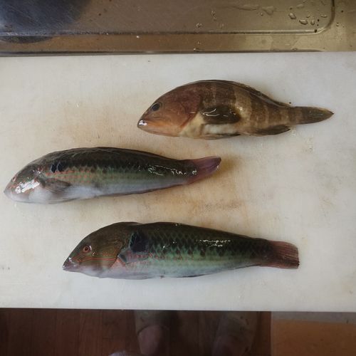 キュウセンの釣果