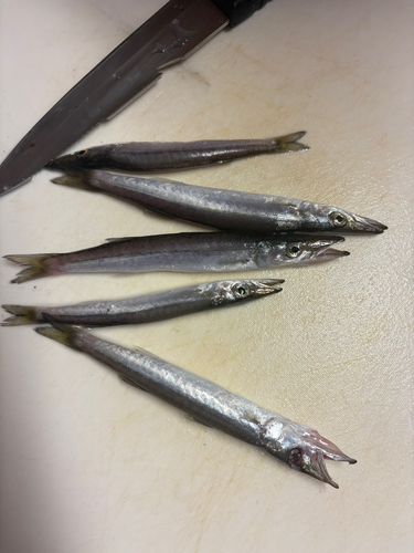カマスの釣果