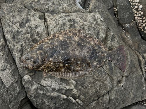 ヒラメの釣果