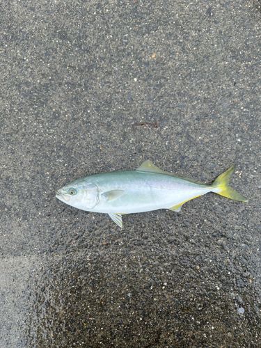 ワカシの釣果