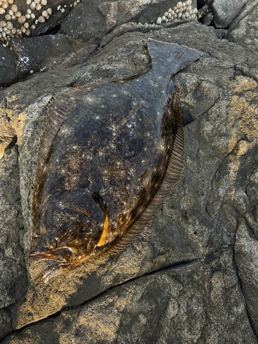 ヒラメの釣果