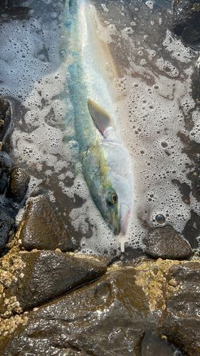ブリの釣果