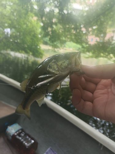 弁慶フィッシングクラブで釣れたブラックバスの釣り・釣果情報