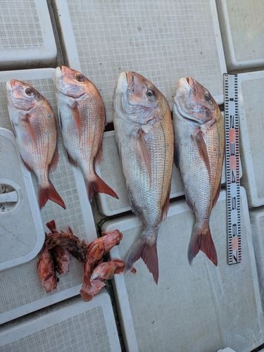 タイの釣果