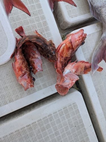 アラカブの釣果