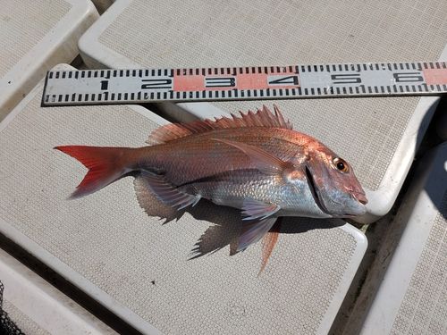 タイの釣果