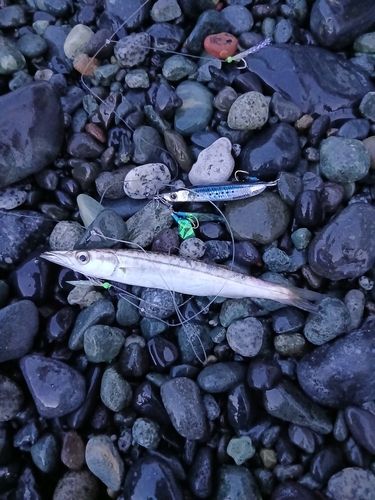 カマスの釣果