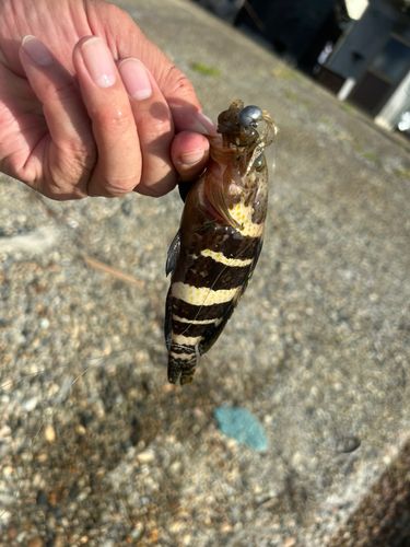 アオハタの釣果