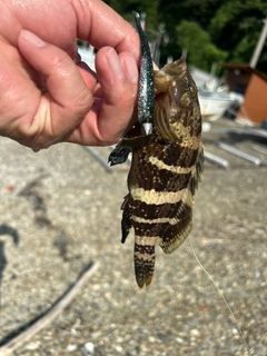 アオハタの釣果