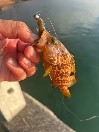 キジハタの釣果