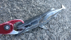 コバンザメの釣果
