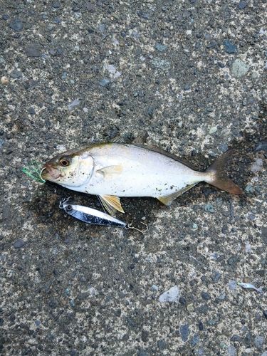 ショゴの釣果
