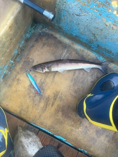 エソの釣果