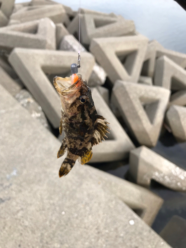 タケノコメバルの釣果