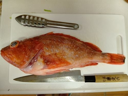 釣果