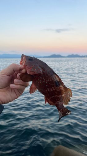 アコウの釣果