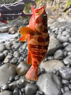 アカハタの釣果