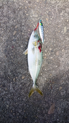 ツバスの釣果