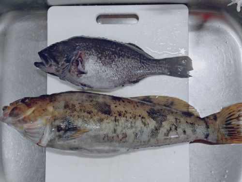 アイナメの釣果
