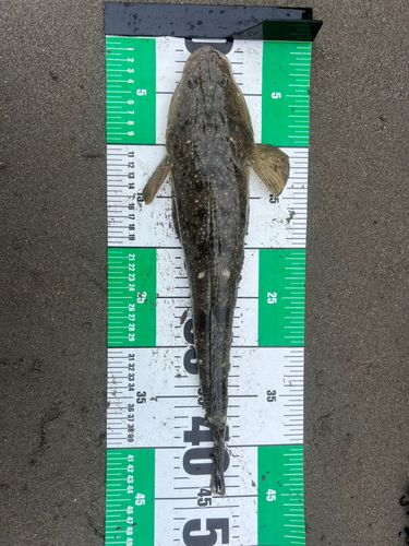 マゴチの釣果