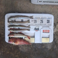 シロギスの釣果